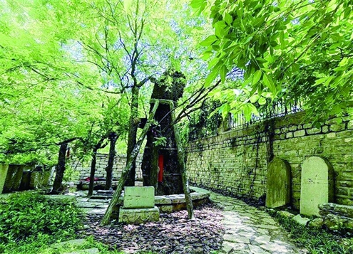 历下区旅游路南的文昌古槐园